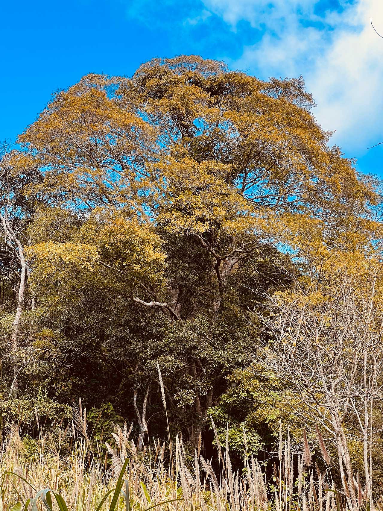 canh-vat-tren-duong-trekking-thac-95-rat-dep