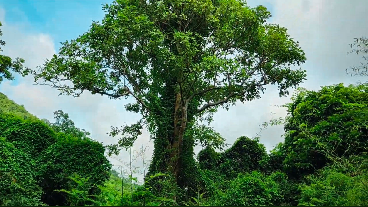 cay-co-thu-tren-duong-leo-nui-ta-cu