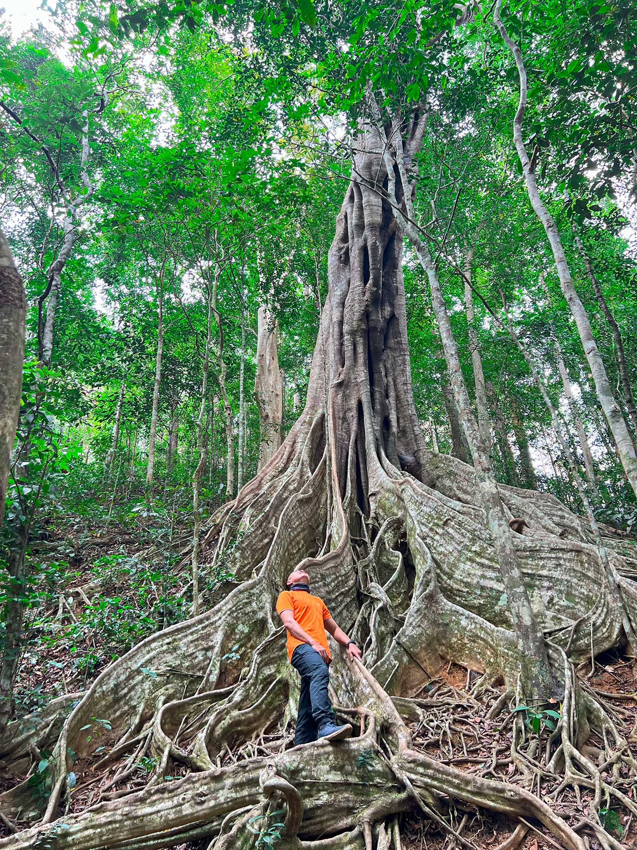 cay-da-co-thu-vuon-quoc-gia-kon-ka-kinh