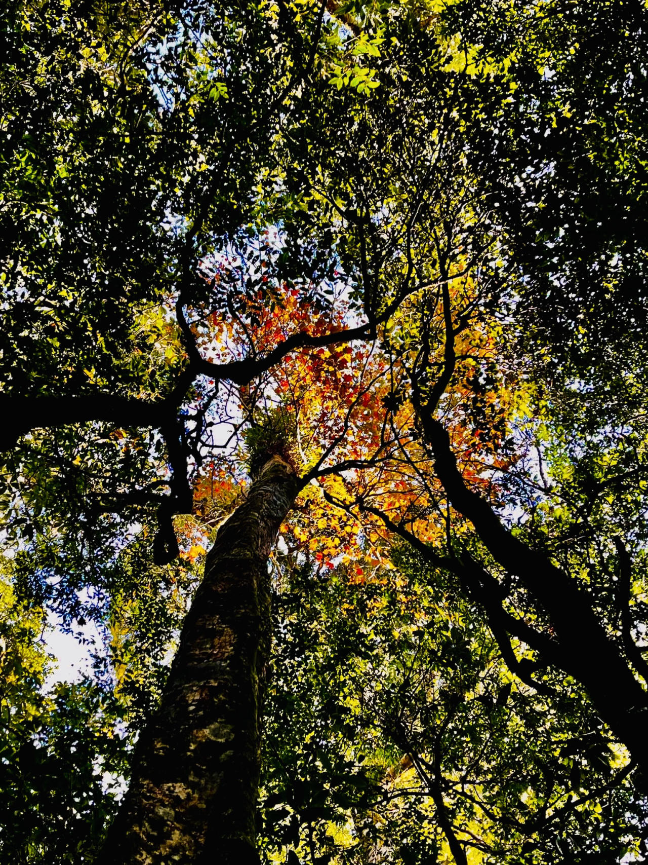 mua-la-phong-duong-trekking-samu